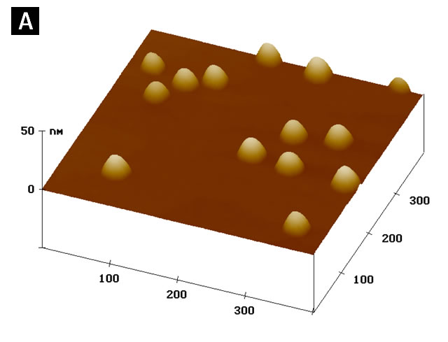 Atomic force microscope image of InAs self-assembled quantum dots on a GaAs surface.