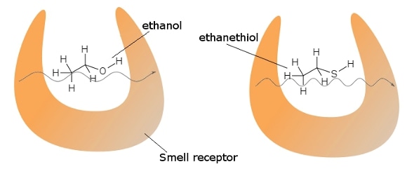 Smell receptors can detect the differences between similarly-shaped molecules by tunneling a small current across them, causing a characteristic vibration.