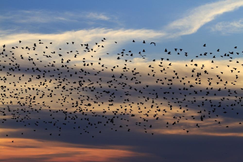 magnetic fields, bird navigation, protein, cryptochrome 4