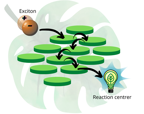 quantum, photosynthesis, superposition, quantum superposition, energy, chlorophyll