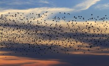 Bird Navigation: Quantum Physics in Biological Processes?