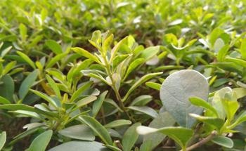 The Quantum Mechanics of Photosynthesis