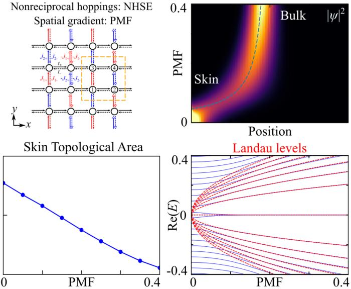 Pseudo-Magnetic Fields Amplify Hidden Skin States in Materials