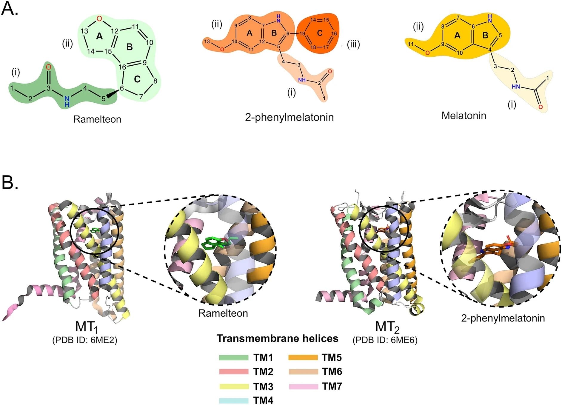 Molecular Insights into Melatonin Receptor-Ligand Interactions