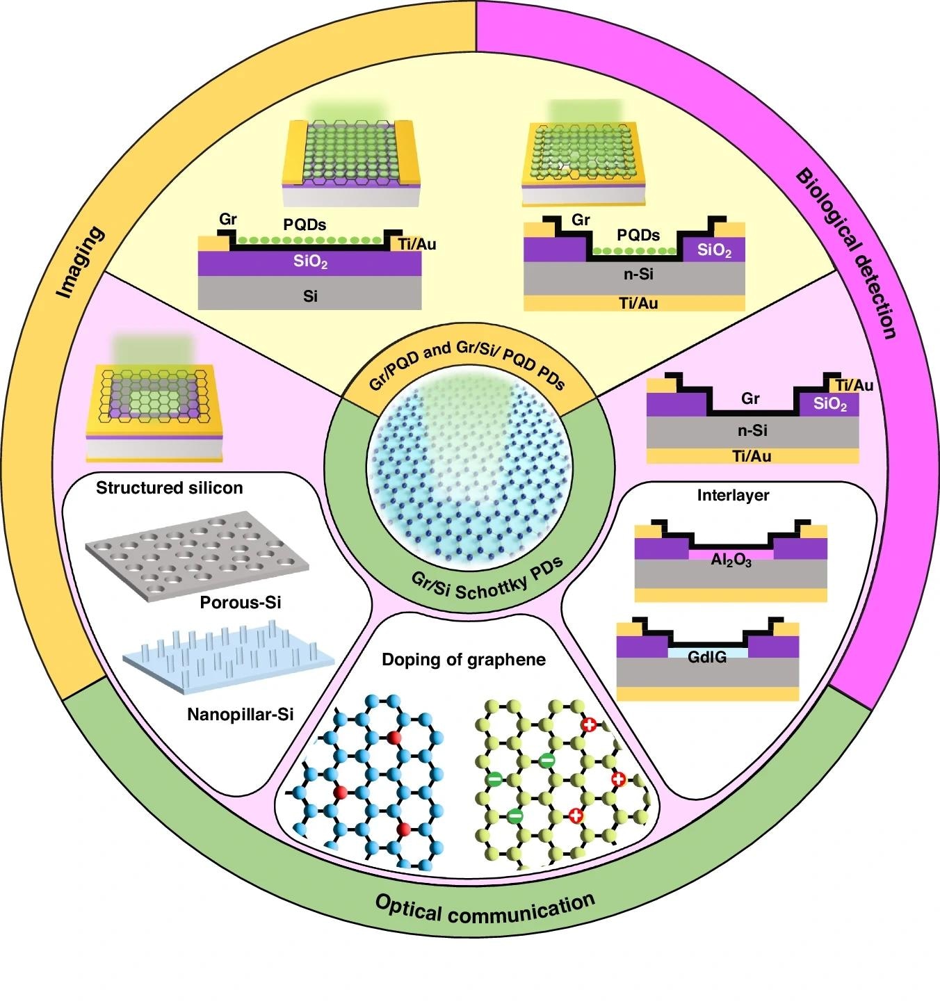 Enhancing Graphene Photodetectors with PQDs and Silicon