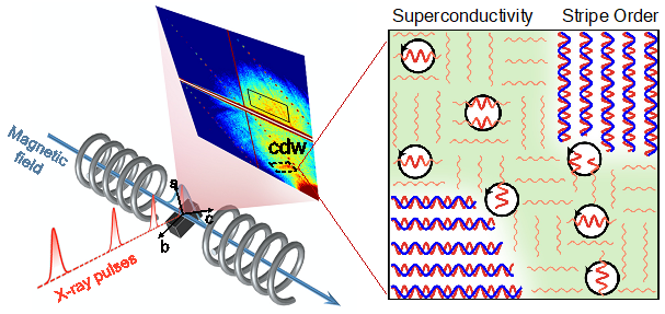 Short-Range CDW Correlations Boost Superconductivity in Cuprates