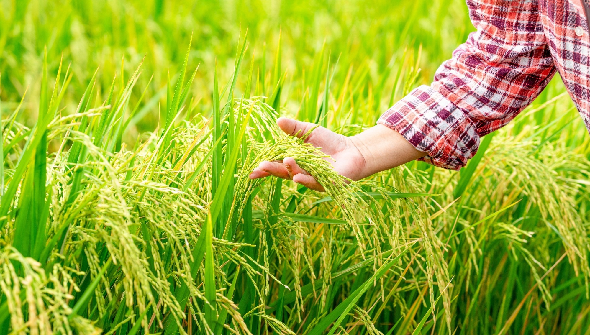Quantum Model Boosts Rice Yield Forecasts
