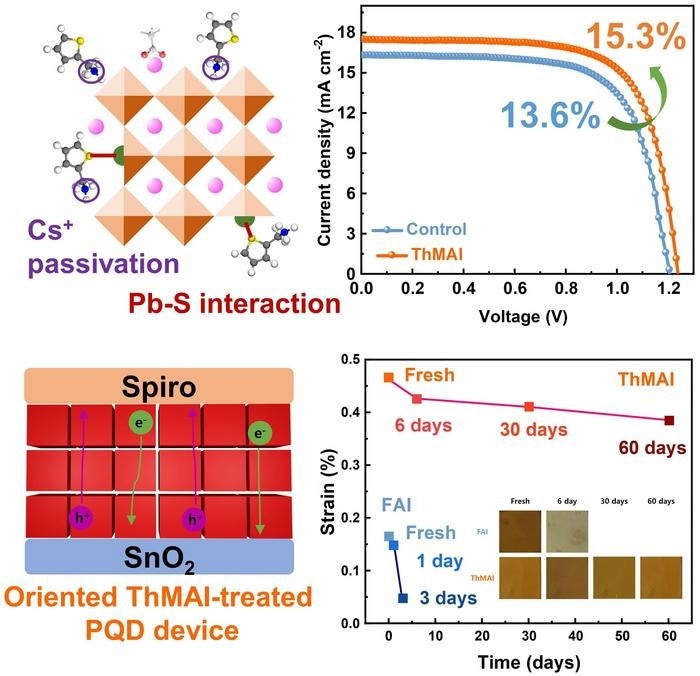 Short Ligands Enhance Perovskite Quantum Dot Solar Cell Performance and Lifespan