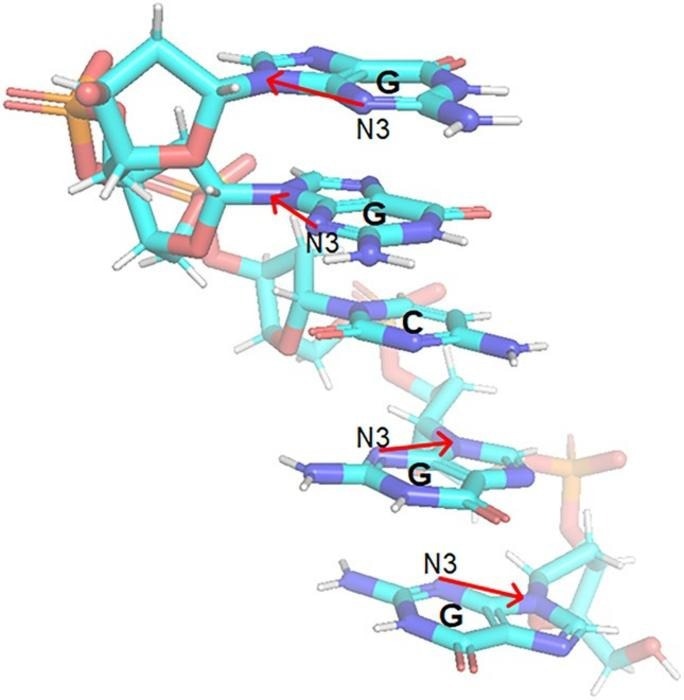 Red arrows indicate the nuclear spin axes at the positions of the N3 nitrogen atoms on the guanine (G) bases. Due to the helical structure of DNA, there is an angular deviation in the orientation of adjacent bases, resulting in a corresponding angular deviation in the axes