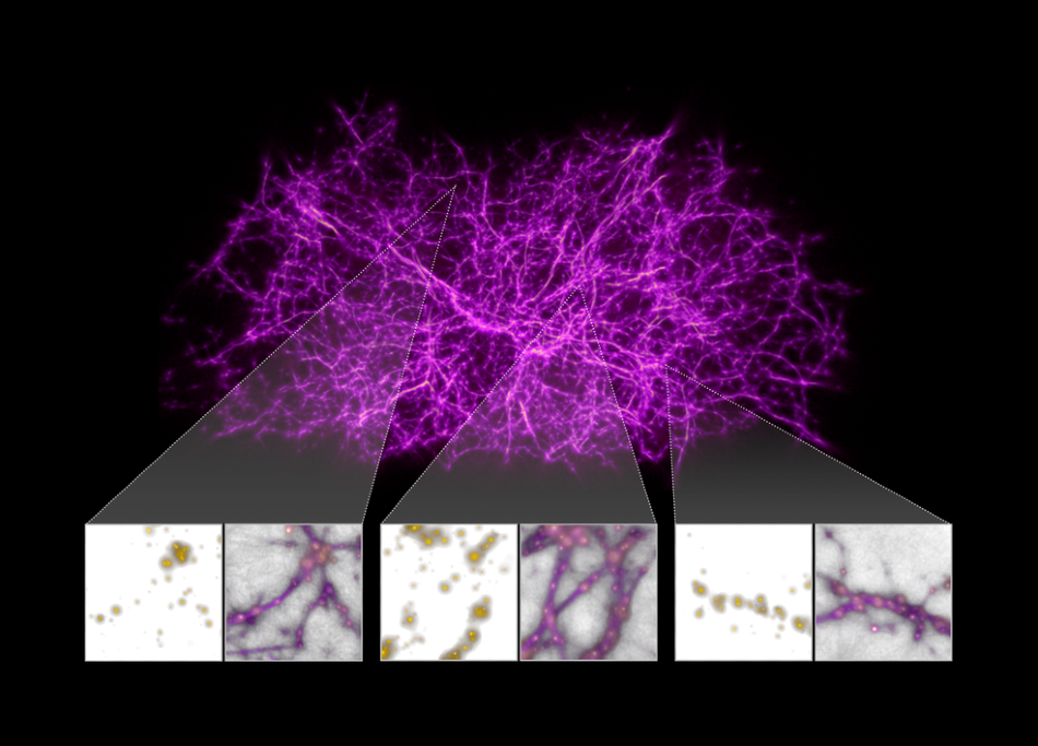 The three sets of inset boxes show some of those individual galaxies that were "fed" to the slime mold and the filamentary structure connecting them. The galaxies are represented by the yellow dots in three of the inset images. Next to each galaxy snapshot is an image of the galaxies with the cosmic web