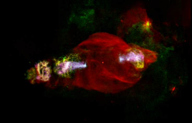 Scientists Locate Hard X-Ray Emission from “Space Manatee”.