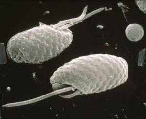 Algae Able to Switch on and off Quantum Coherence in Photosynthesis