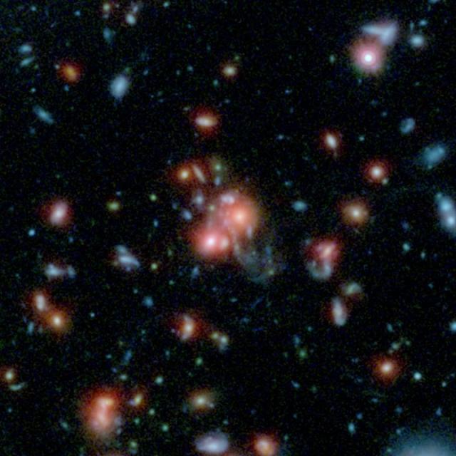 Core of Distant Massive Galaxy Cluster Bursting with New Stars