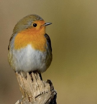 University of Oxford Professor to Give Seminar on Semiclassical Spin Dynamics, Avian Magnetoreception in MXC 320