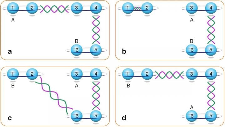 Researchers Successfully Fabricate, Manipulate Majorana Zero Modes in Optical Simulator