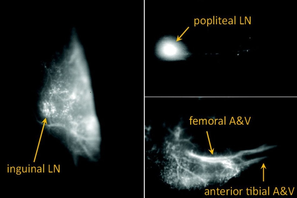 Simple Solution to Create Fluorescent Quantum Defects