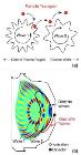Researchers Measure High Energy Particles Kicked out of Fusion Plasmas