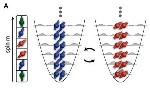 Researchers Observe Collective Spin Dynamics of Ultra-Cold Fermions