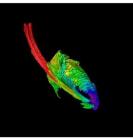 Disrupted Star May Not Have Been a Rare Helium Star