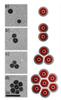 Researchers Discover Hollow, Coated Versions of Quantum Dots