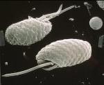 Algae Able to Switch on and off Quantum Coherence in Photosynthesis