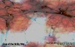 Faintest, Smallest Galaxies in the Early Universe Make Significant Contributions to UV Light