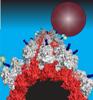 Researchers Employ Quantum Dots to Explore Effect of High Traffic on Active Transport via Microtubules