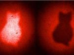Innovative Quantum Technique Generates Images with Undetected Photons