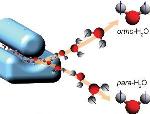 Researchers Separate Nuclear Spin States of Water