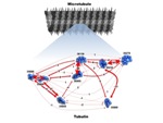 Importance of Quantum Brain Biology will Increase