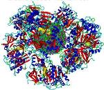 Researchers Use Cadmium Selenide Quantum Dots to Understand Protein Corona Formation