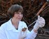 Antimony Microelectrodes Can Help Understand Nature of Electrochemical and Corrosion Processes