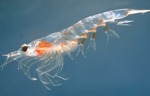 QMUL Researchers Create Carbon Quantum Dots from Chemicals in Crustacean Shells