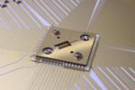 Highly Stable, Squeezed Schrödinger Cats Hold Promise for Quantum Computers