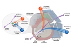 More Protons Than Neutrons Have High Momentum in Relatively Neutron-Rich Nuclei