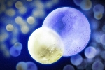 Chaotic Motion of Molecules Could Cease and Form Exotic States of Matter at Near Absolute Zero