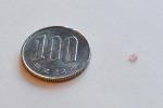 OIST Researchers Identify System that Can Store Quantum Information for Longer Times