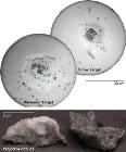 Dwarf Planet Ceres Could be a Cosmic Dartboard