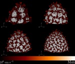 Titan Supercomputer Helps Explore the Physics of Type Ia Supernovas