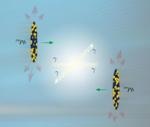 Physicists Explore Photon-Photon Elastic Collisions