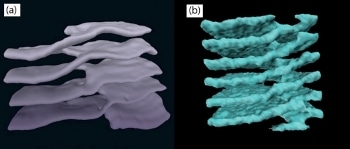 Physicists Work Together to Confirm Structural Similarity in Human Cells and Neutron Stars