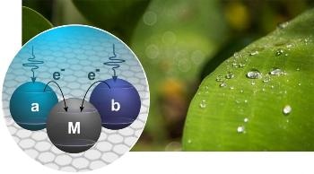 Combination of Quantum Physics and Photosynthesis Could Help Make Efficient Green Solar Cells