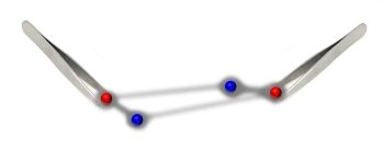 Researchers Develop Numerical "Tweezers" that Could Pin Nucleus in Place