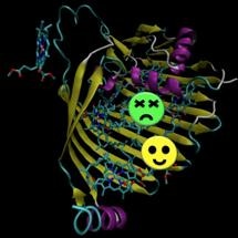Researchers Observe Quantum Effects in Photosynthesis for First Time