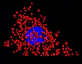 New Quantum Dots Improve Cell Imaging