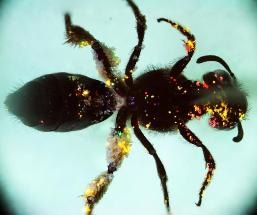 Using Quantum Dots for Tracking Fate of Individual Pollen Grains from Flowers