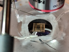 Novel Quantum Material Could Enable the Brain to Detect its Own Disease