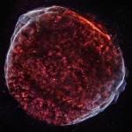 Cosmic Tapestry of Debris Field Created During White Dwarf Star Explosion