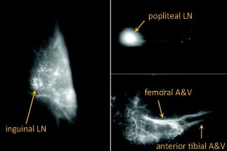Simple Solution to Create Fluorescent Quantum Defects