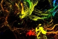 FEFU Scientists Propose Direct Magnetic Writing of Skyrmions